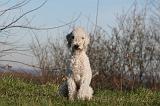 BEDLINGTON TERRIER 086